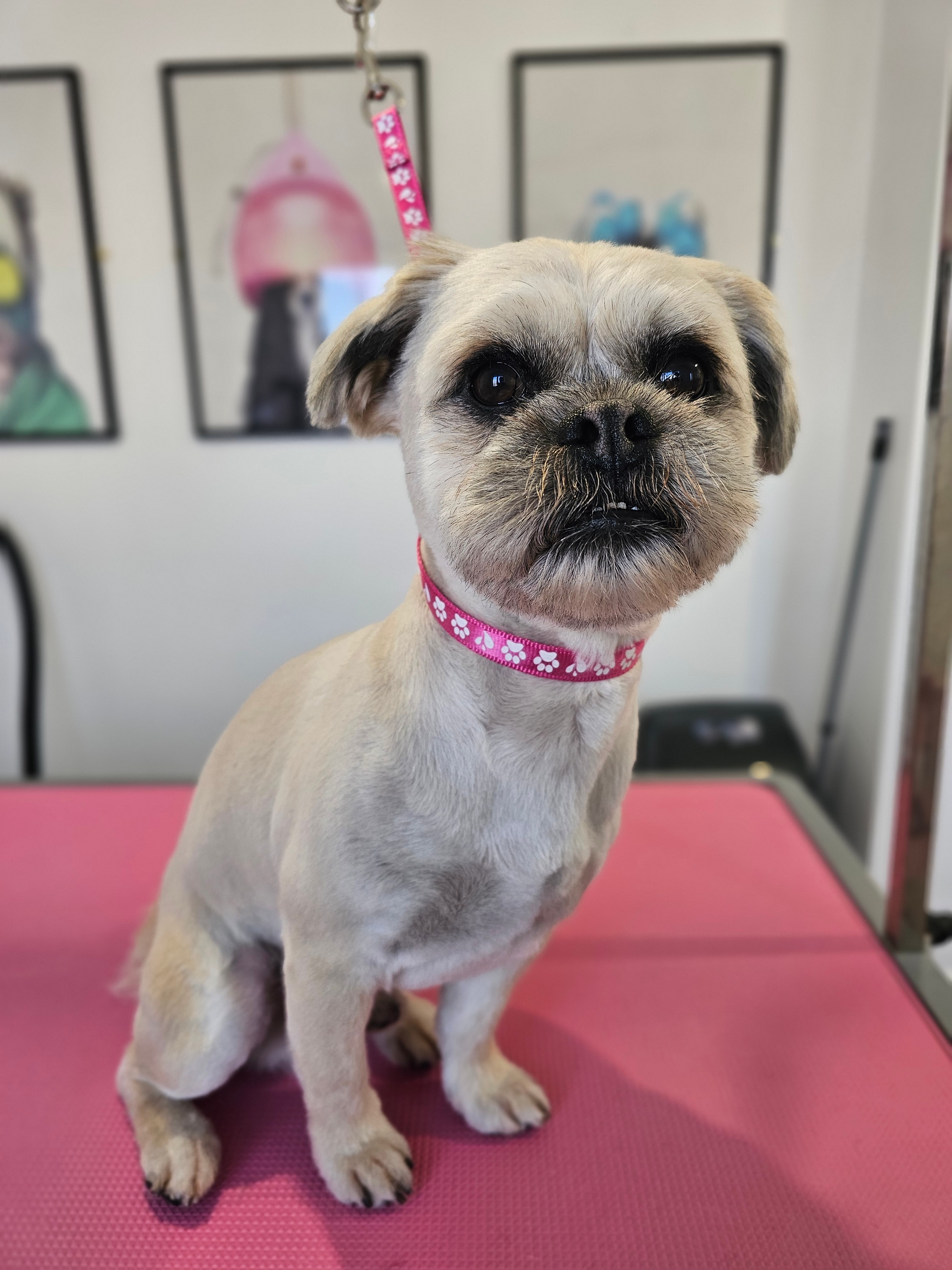 Professional dog grooming result - Dog after grooming