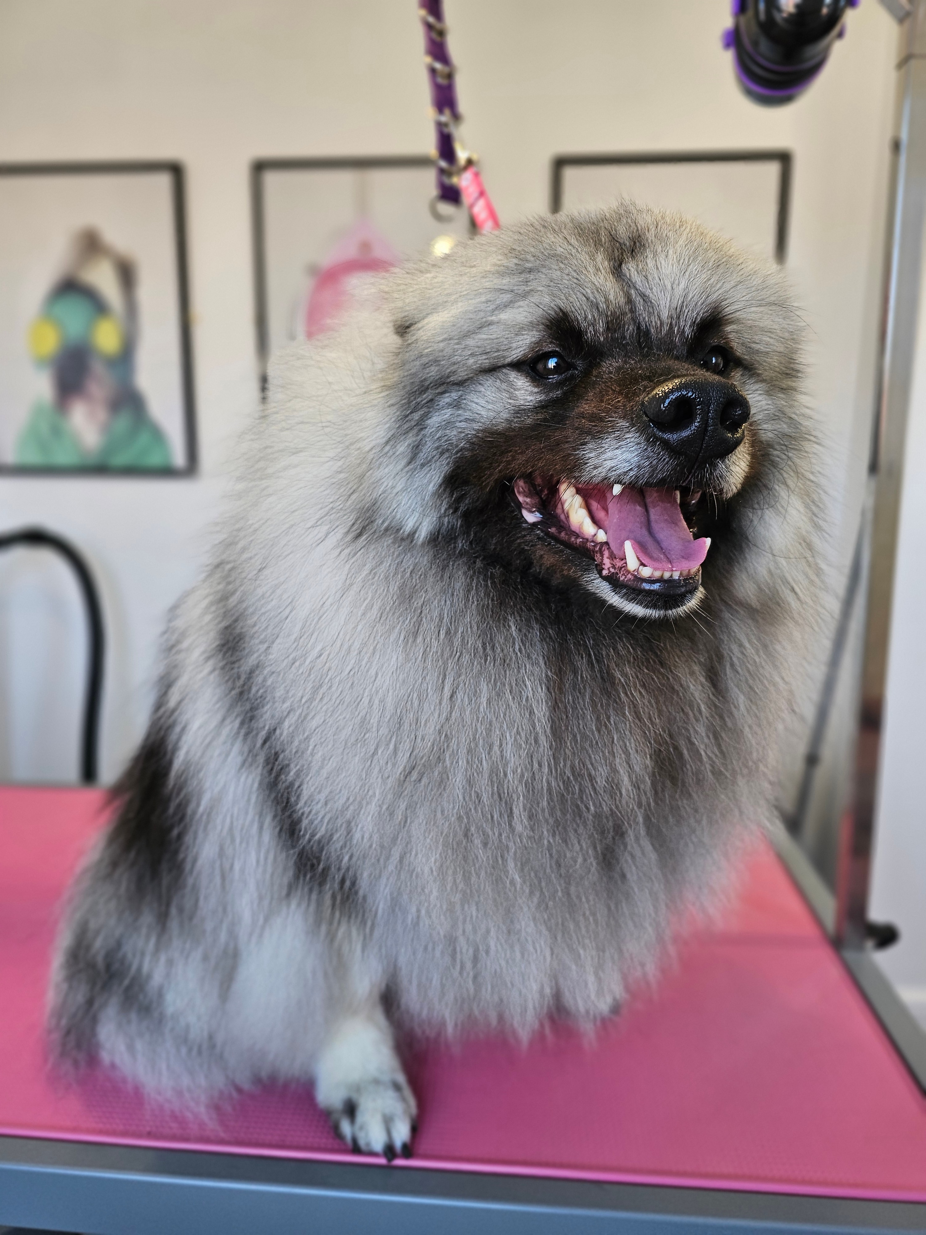 Professional dog grooming result - Dog after grooming