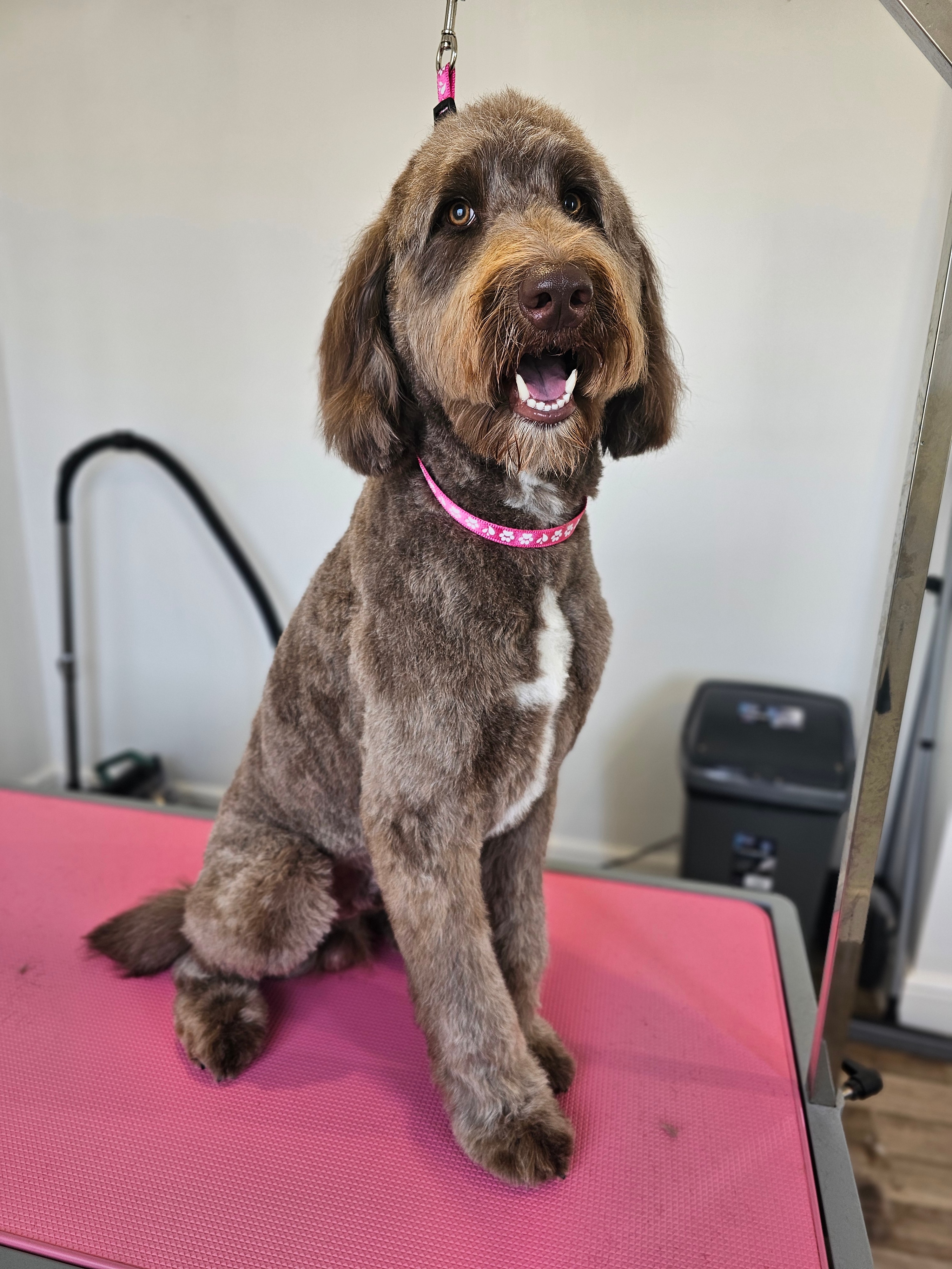 Professional dog grooming result - Dog after grooming