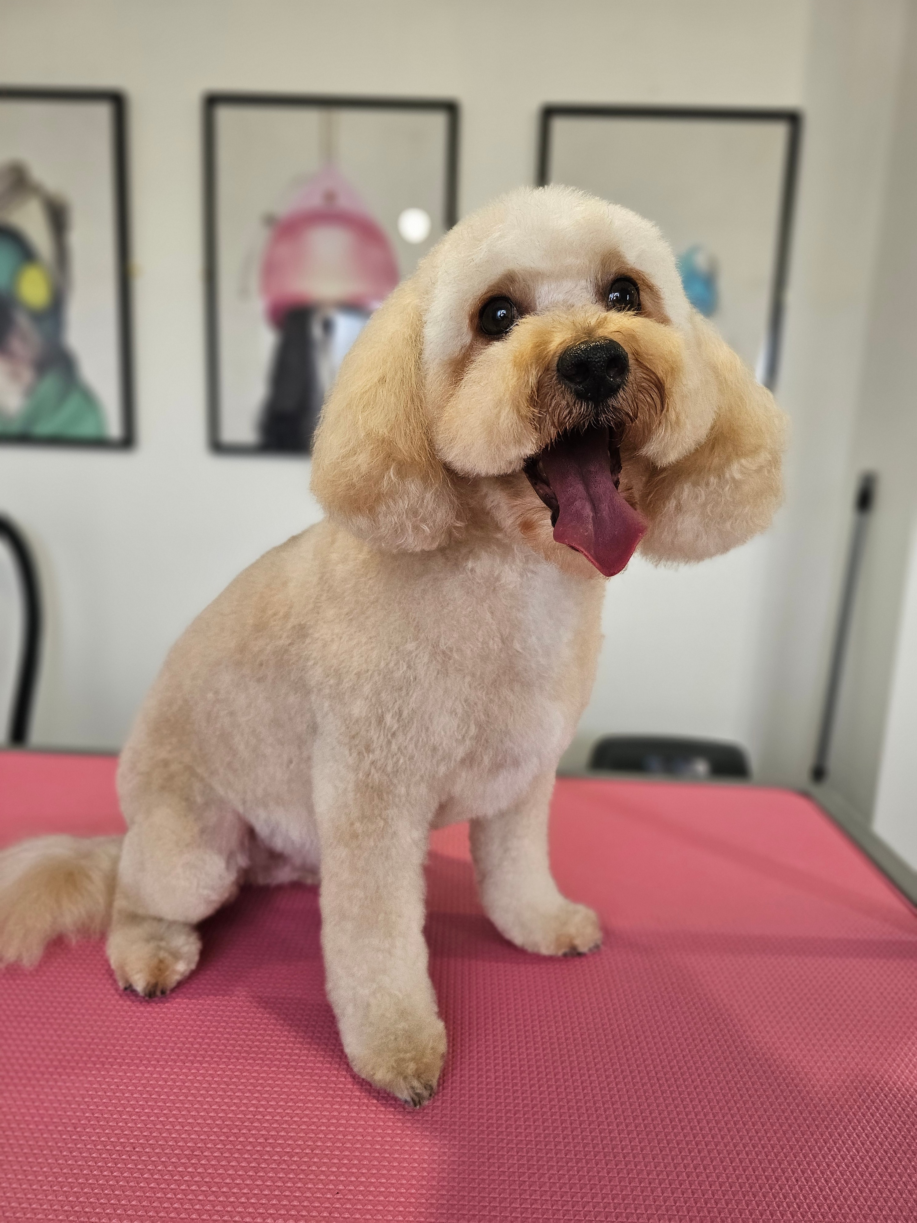 Professional dog grooming result - Dog after grooming