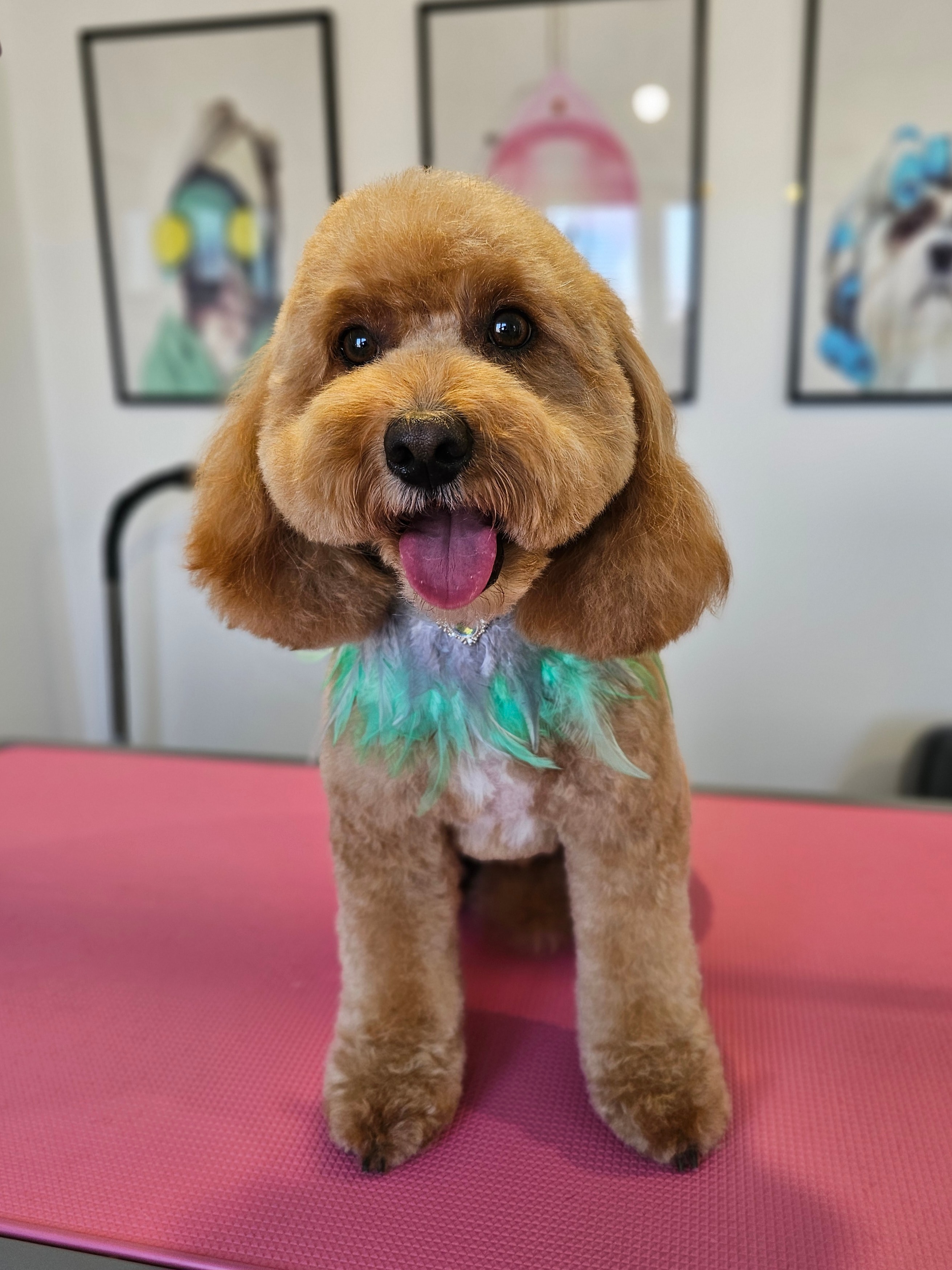 Professional dog grooming result - Dog after grooming